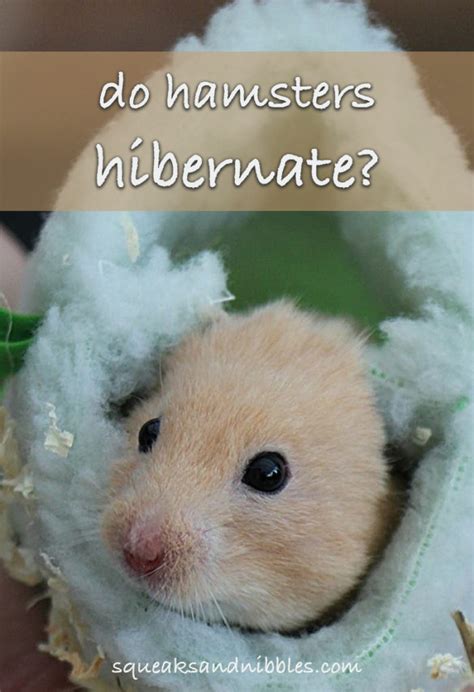 Do Hamsters Hibernate A Guide To Hamster Hibernation