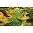 Banana Kush Seeds  Strain Review Grow Marijuanacom