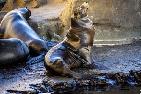 Seal Sea Lion Free Stock Photo Public Domain Pictures