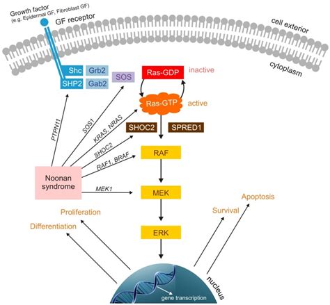 Ras Mitogen Activated Protein Kinase Signaling Pathway Extracellular