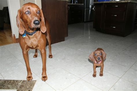 Dakota 3 Years Old And Cabela Redbone Coonhound 8 Weeks Old Full