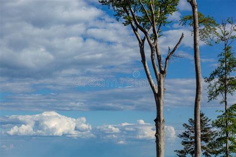 Tall Trees With Green Leaves And Bright Blues Sky With White Clouds