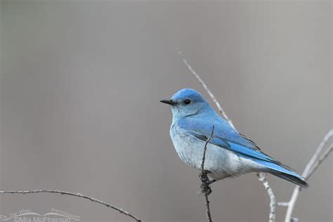 Low Light Adult Male Mountain Bluebird On The Wing Photography