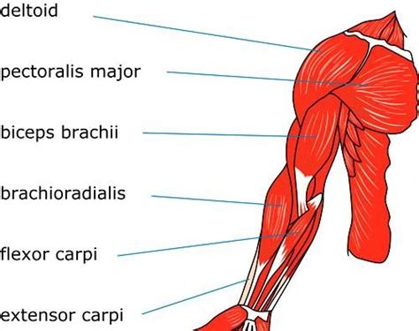 Muscles Of The Arm Laminated Anatomy Chart Lupon Gov Ph