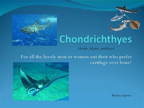 Chondrichthyes