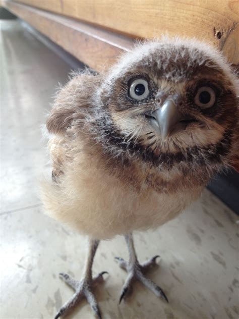 Baby Burrowing Owl So Cute Cricket Sboic Burrowing Owl Animals