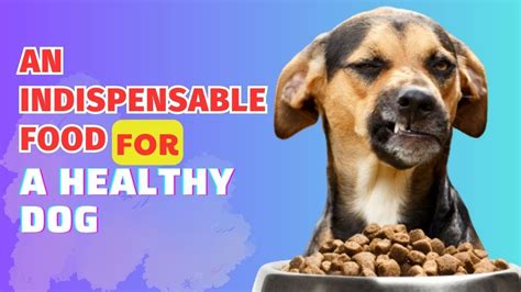 What Should I Feed My Dog For Optimal Health Youtube