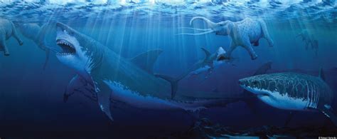Megalodon Prehistoric Shark Called Apex Predator Of All Time Video
