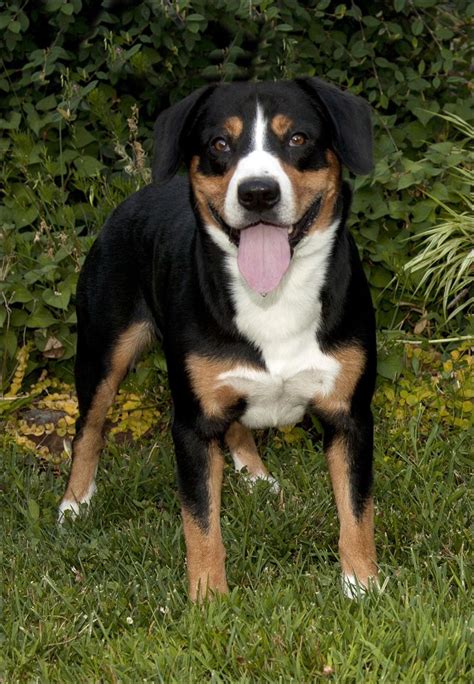 Entlebucher Mountain Dog Puppies Rescue Pictures Information