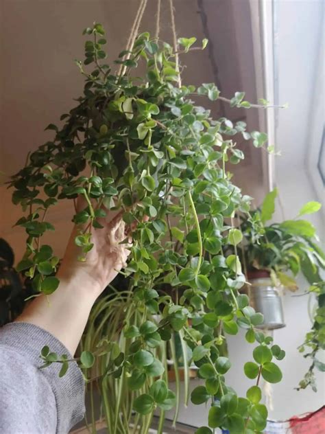 25 Types Of Peperomia That Make Great Houseplants The Green