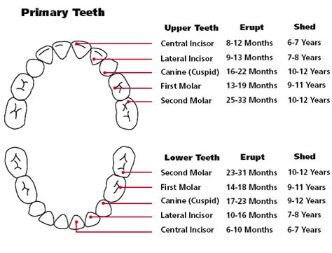 Teething Order Of Appearance Teething Chart Orajel™