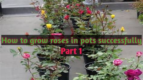 How To Grow Roses In Pots Successfully Part 1 Youtube