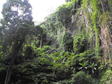 Jungle Cliff By Darkend Voiding Jungle Rainforest Landscape