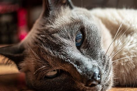 Cat Meow Mascot Free Photo On Pixabay Pixabay