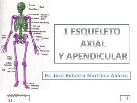 Esqueleto Axial Y Apendicular Esqueleto Anatomía Udocz