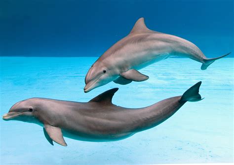 Dolphins Under Water Photografrica
