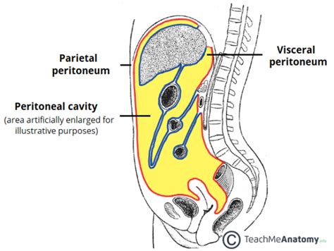 The Peritoneal Cavity Greater Sac Lesser Sac Teachmeanatomy