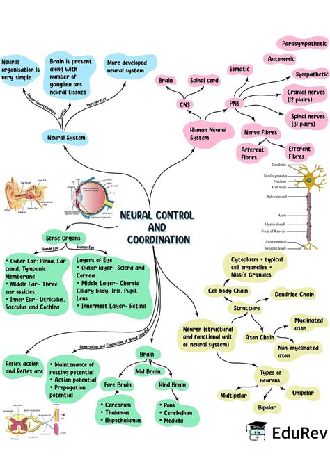 Mind Map Neural Control And Coordination Biology Class 11 Neet Pdf