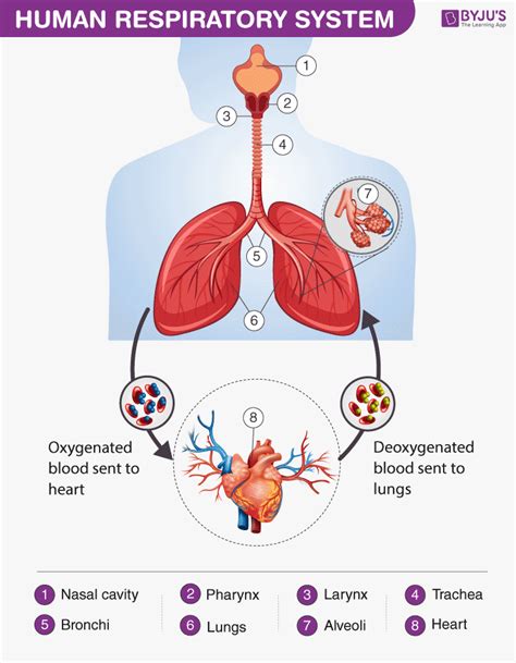 Fortunately, the body has a number of external and internal safeguards that prevent most dangerous invaders from entering and causing harm. Human Respiratory System - Diagram, Respiratory System ...