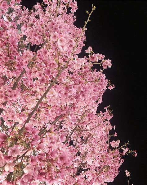 Cherry Blossom Tree At Night Fukuoka Japanpics