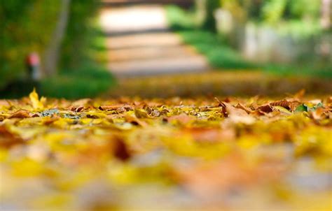 Wallpaper Autumn Leaves Macro Background Earth Widescreen