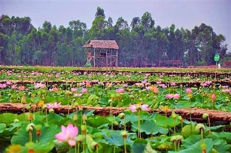 Hãy chọn học tại trường cao đẳng cộng đồng đồng tháp vì những lý do sau: Du lịch, GO!: Một ngày bình yên ở đồng sen Tháp Mười