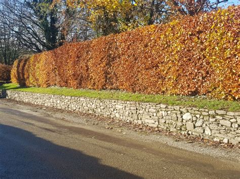 Copper Beech Hedges Fagus Sylvatica Purpurea For Sale Hedgingie