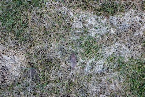 5 Lawn Diseases To Watch Out For Weed Control Lawn Care I Calgary
