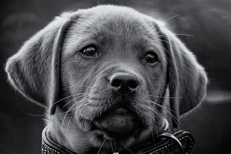 Black And White Portrait Animal And Pet Photography On Fstoppers