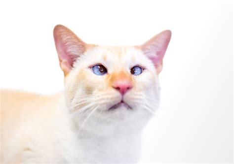 A Cross Eyed Siamese Cat With Flame Point Markings Stock Photo Image