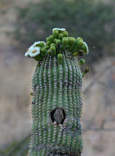 What do owls eat in the wild and in captivity. The elf owl, which is the world's smallest owl, of the ...