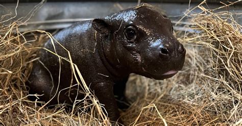 Meet Hardari The Adorable Baby Pygmy Hippo Making His Debut At