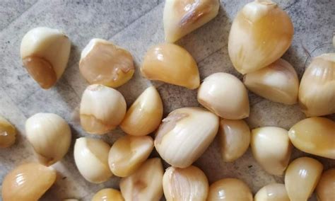 Common Issues Gourmet Garlic
