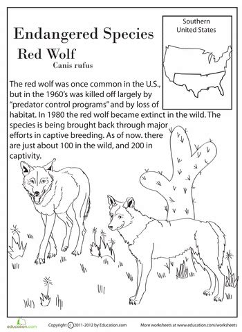 Click on any endangered animals picture to start coloring. Endangered Species: Red Wolf | Endangered animals activities, Endangered animals project ...