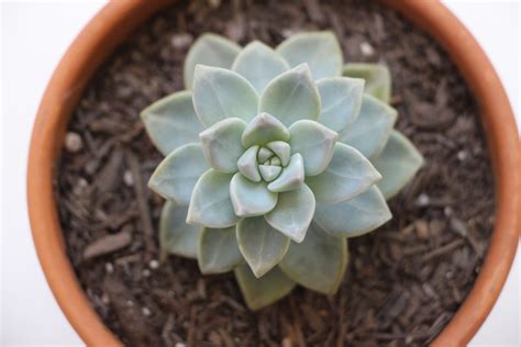 Choose a container for the leaf cuttings. Propagating Succulents — Needles + Leaves