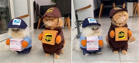 this cat duo dress up as delivery drivers for halloween