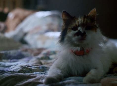 Reunite lost dogs, puppies, cat, kittens & pets in saskatoon. Spirit Lost (1997 | Calico cat names, Cats, Cat names