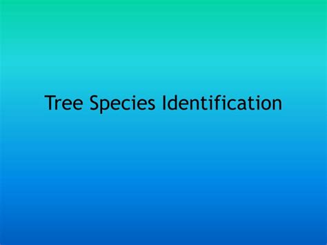 Ppt Tree Species Identification Powerpoint Presentation Free