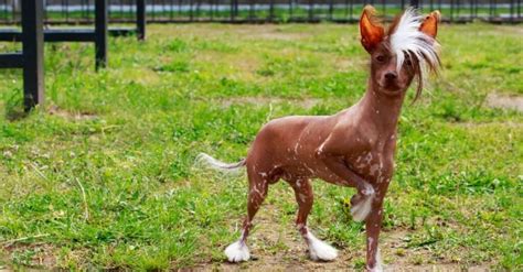 Top 8 Strangest Dog Breeds Imp World