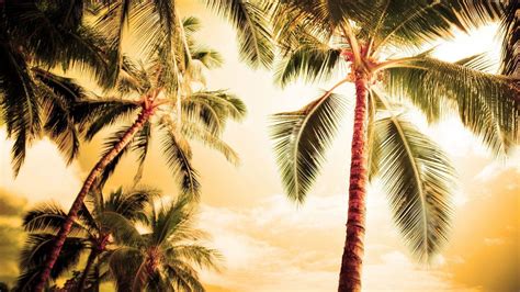 Palm Trees Wallpapers Wallpaper Cave