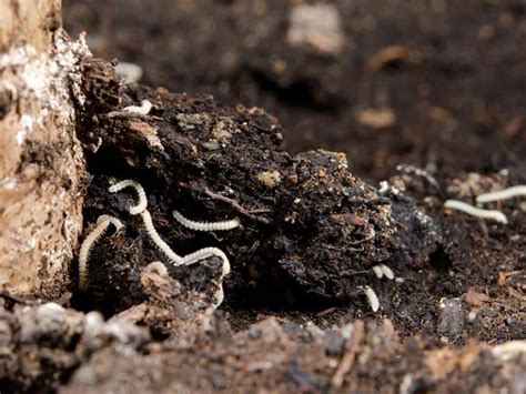 What Are Tiny White Worms In Soil And How To Remove Them