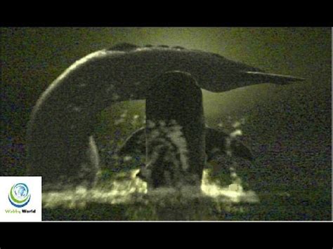 Megalodon attacks whale Nov 2013 - YouTube