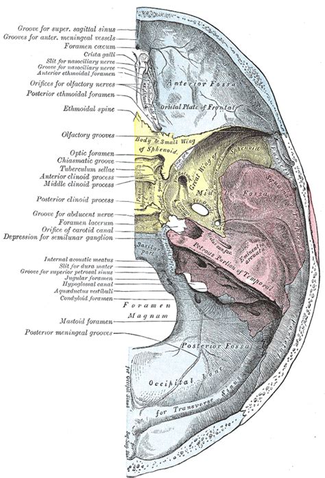 The bone is pierced by a large oval hole(the foramen magnum) through which runs the spinal cord. The Interior of the Skull - Human Anatomy