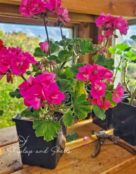 How To Easily Start Geraniums From Cuttings Shiplap And Shells