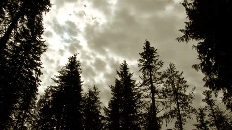 Cloudy Day Over Dark Forest Time Lapse Stock Video Footage Storyblocks