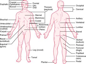 Anatomical names and common names. Basic Anatomical Terminology - Kinesiology Kin 260 with ...