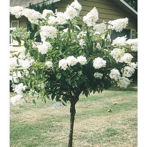 White Peegee Hydrangea Tree Flowering Shrub In Pot With Soil L9285