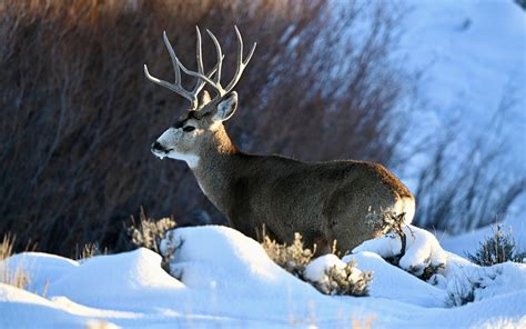 Download Wallpaper 3840x2400 Deer Horns Animal Wildlife Snow