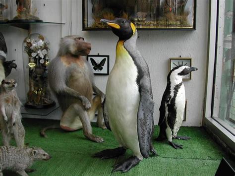 Get Stuffed Taxidermy Specialists London