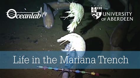 Life In The Mariana Trench Marianas Trench Ocean Life Life